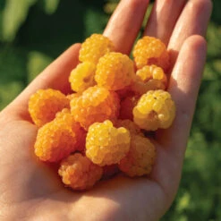 Double Gold Raspberry Plant -Pixies Gardens XF209