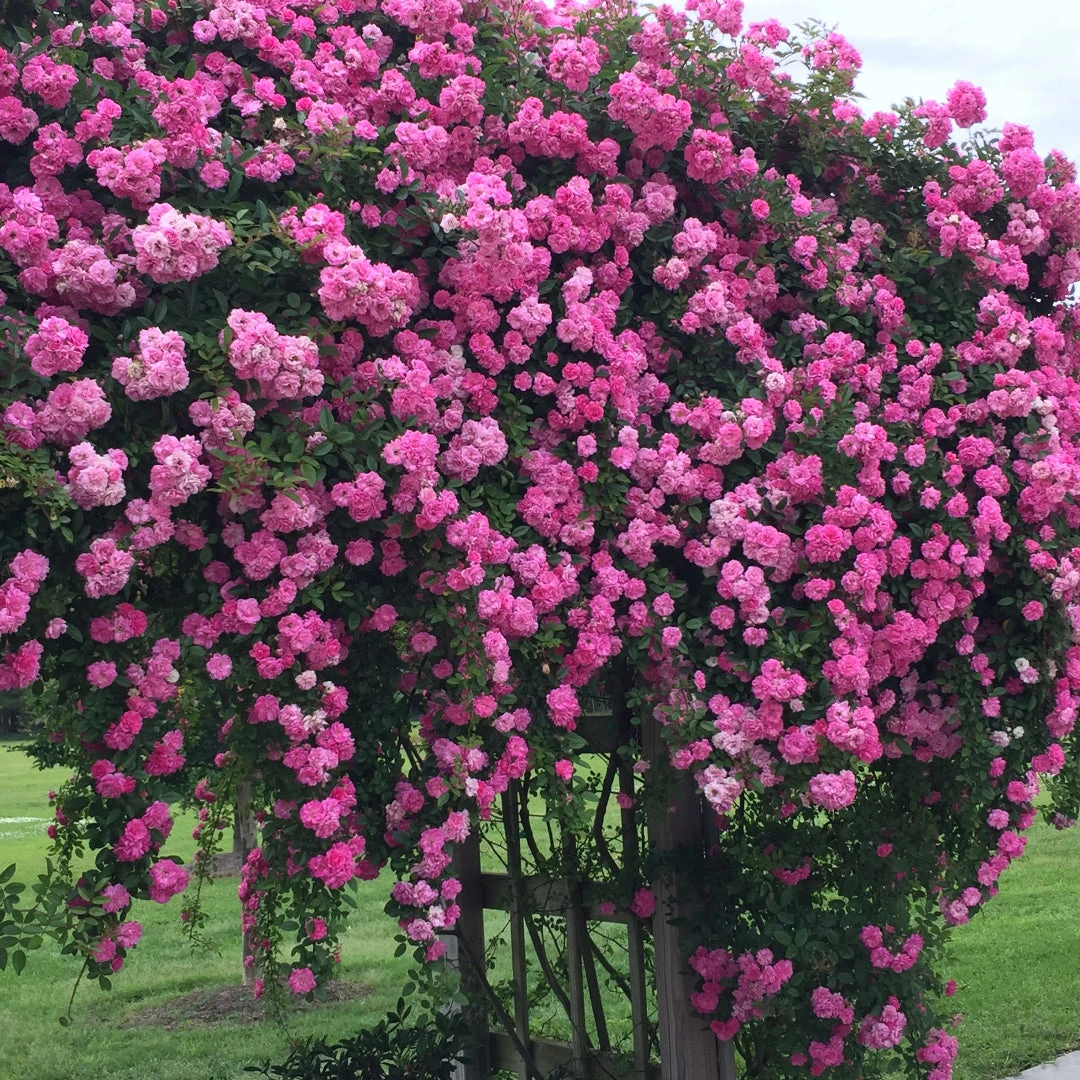 Seven Sisters Rose 2 Seven Sisters Rose - Image 2