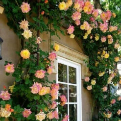 Climbing Josephs Coat -Pixies Gardens a45745627f953ae7660552713213e4ff