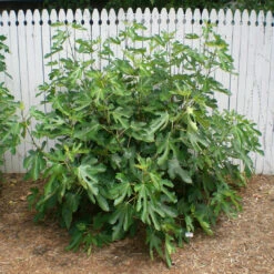 Bordeaux Fig Tree -Pixies Gardens a7cfb42320c47924d921a6ef8bde4787