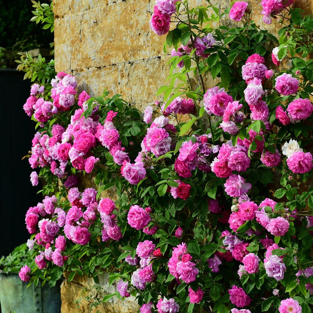 Seven Sisters Rose 5 Seven Sisters Rose - Image 5