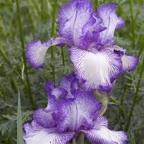 Germanica Autumn Circus Bearded German Iris