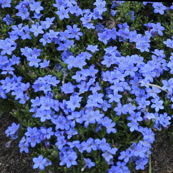 Lithodora Diffusa Grace Ward 1 Lithodora Diffusa Grace Ward