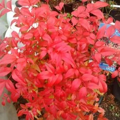Obsession Nandina Domestica 'Seika'