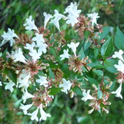 Abelia 'Glossy' Grandiflora, Dark Green Glossy Leaves With Fragrant Blooms -Pixies Gardens abelia 21d6cef643754bf5a14caee9c148b92e