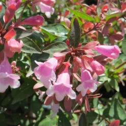 Abelia 'Edward Goucher' -Pixies Gardens abelia grandiflora edward goucher 1