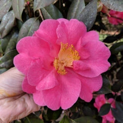 Lavender Prince II Camellia