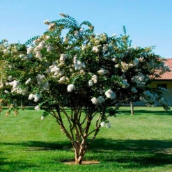 Acoma White Crape Myrtle -Pixies Gardens acf1372c0204238691cb29a56fb40895 plant catalogs yard ideas