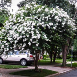 Acoma White Crape Myrtle -Pixies Gardens acoma crape myrtle 3