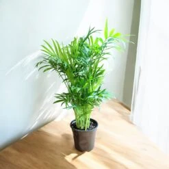 Neanthe Bella Palm (Live Indoor Plant) -Pixies Gardens adc2a4f3 1127 466d b5ae 9c439fa5773e