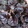 Ajuga Reptans 'Black Scallop' - [EG]