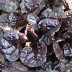 Ajuga Reptans 'Black Scallop' - [EG]