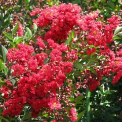 Red Crape Myrtle 11 Red Crape Myrtle -Pixies Gardens arapahoRedCrapeMyrtleTree2