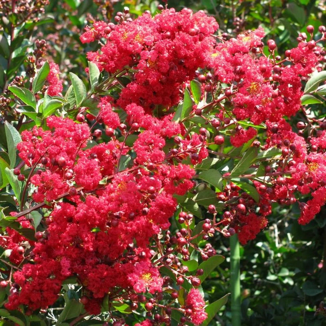Red Crape Myrtle 4 Red Crape Myrtle - Image 4