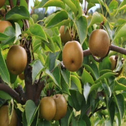 Orient Pear Tree 11 Orient Pear Tree -Pixies Gardens asianpearGettyImages 1047600444 62b3202a4f7e4e0bb45b5e15ba6adc0b