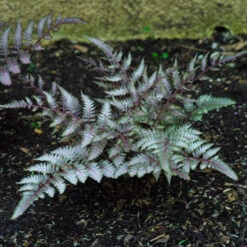Japanese Painted Fern Multipack