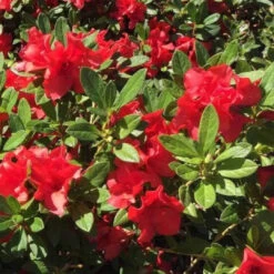 Autumn Sunset Encore Azalea -Pixies Gardens atmsunset e1533741854356 500x500 crop center ba041fd9 841a 40cc be81 fe01f0db2286