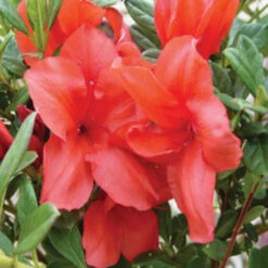 Bravo Autumn Encore Azalea