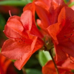 Bravo Autumn Encore Azalea 10 Bravo Autumn Encore Azalea -Pixies Gardens autumn bravo encore azalea 14823869841450 560x560 crop center 51821d54 1fe2 449e 83ac 2172f384906b