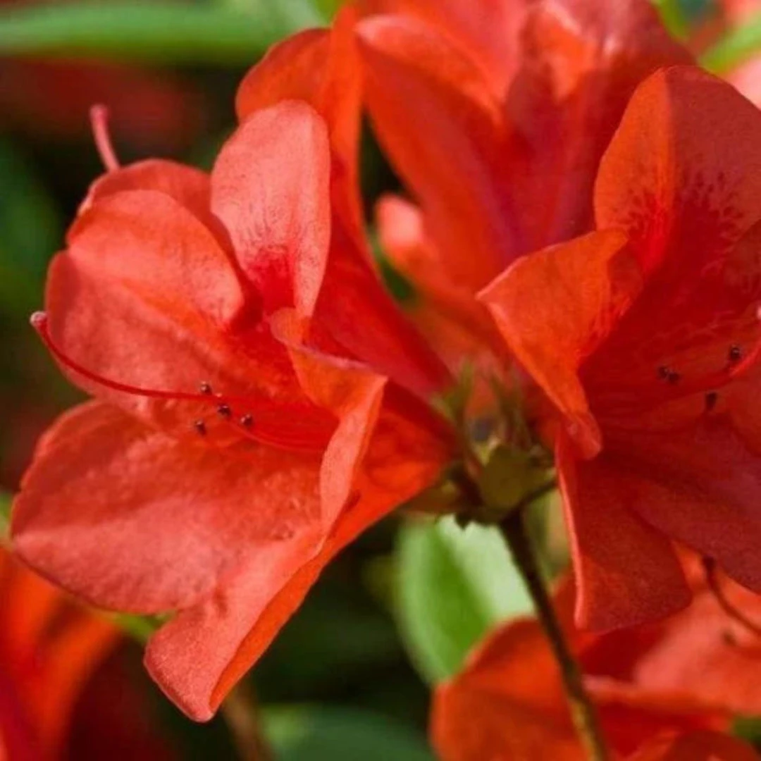 Bravo Autumn Encore Azalea 4 Bravo Autumn Encore Azalea - Image 4