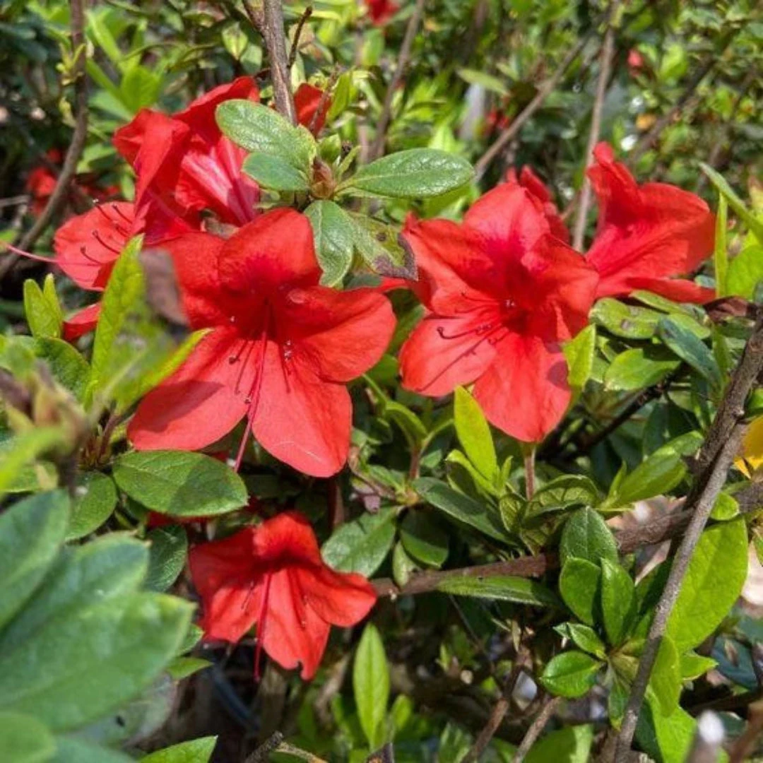 Bravo Autumn Encore Azalea 3 Bravo Autumn Encore Azalea - Image 3