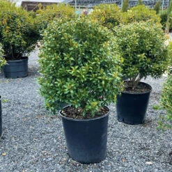 Lnkberry-Shamrock Holly 16 Lnkberry-Shamrock Holly -Pixies Gardens available for pickup delivery nursery plant material holly shamrock inkberry 5 gallon 28834195275968 2048x2048 6f236199 a846 4bbd a1cf 5eaea5f4b9c4