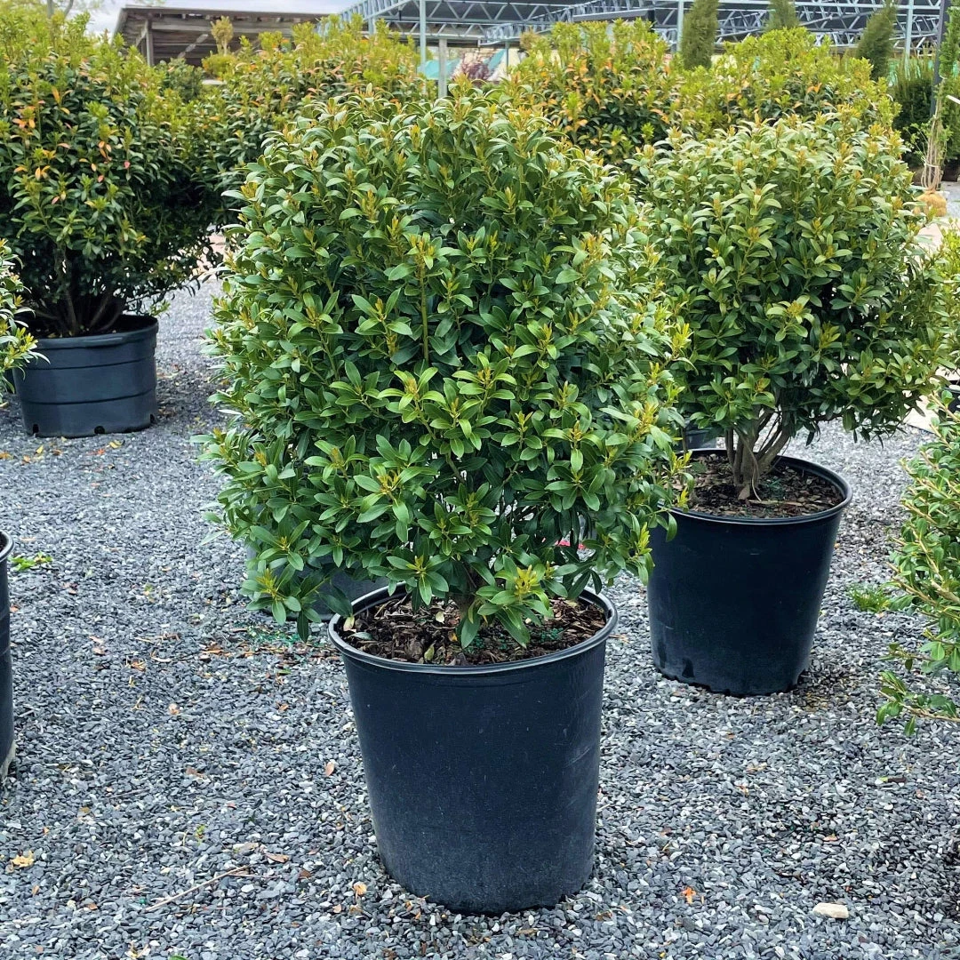 Lnkberry-Shamrock Holly 7 Lnkberry-Shamrock Holly - Image 7