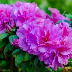 Majesty Encore Azalea 8 Majesty Encore Azalea -Pixies Gardens azalea encore autumn majesty 13