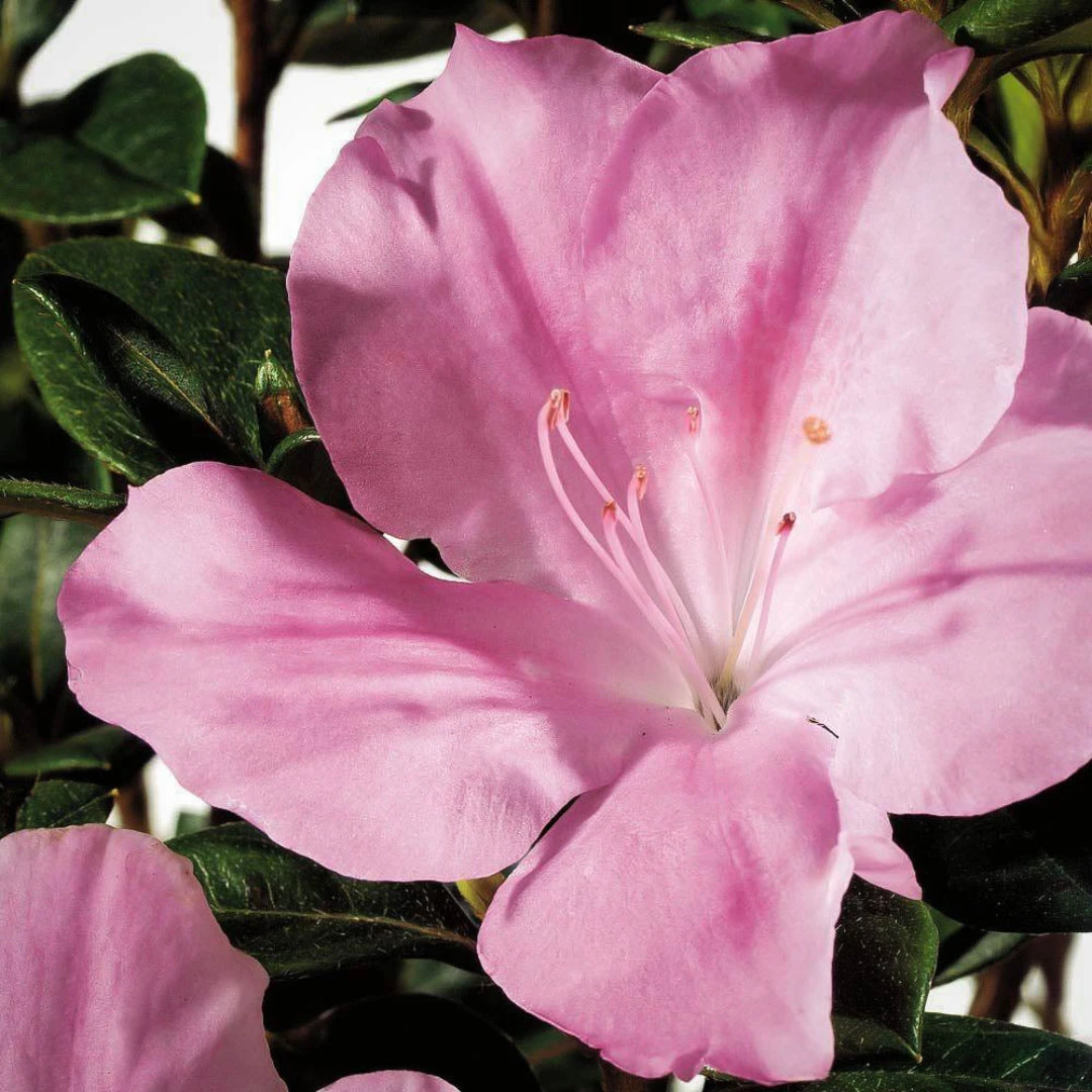 Autumn Sweetheart Encore Azalea 1 Autumn Sweetheart Encore Azalea