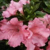 Bonsai Gumpo Miniature Dwarf Azalea Pink Blooms (Live Plant)