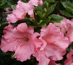 Bonsai Gumpo Miniature Dwarf Azalea Pink Blooms (Live Plant)