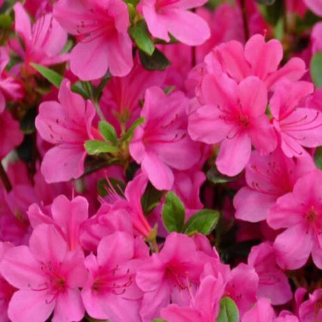 Judge Solomon Azalea 2 Judge Solomon Azalea - Image 2