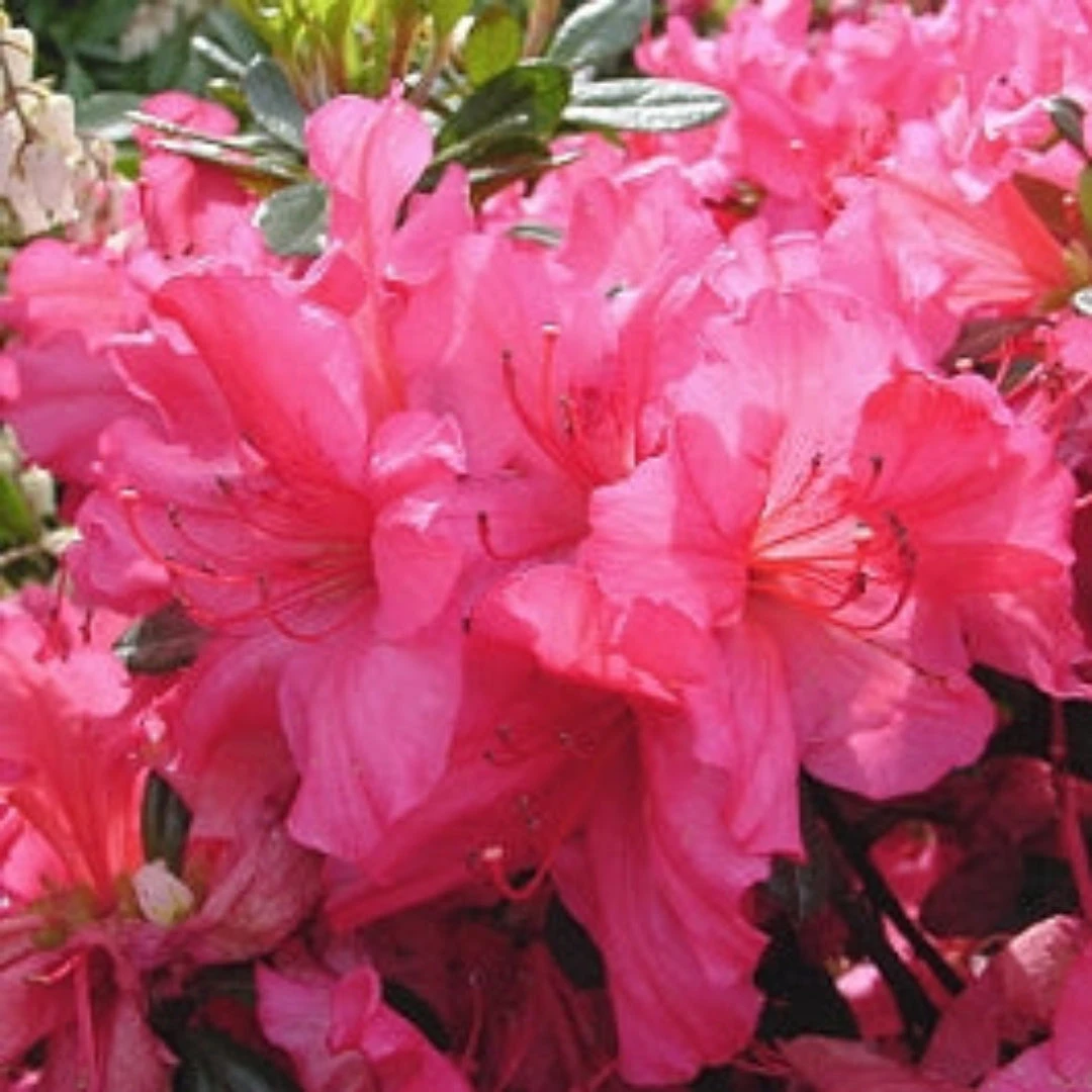 Girard's Rose Azalea 1 Girard's Rose Azalea