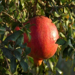 Dwarf Pomegranate