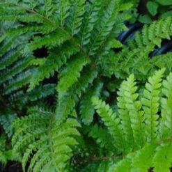 Japanese Tassel Fern