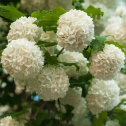 Chinese Snowball' Viburnum Shrub