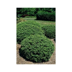 Soft Touch Compact Holly -Pixies Gardens b28ee493a6bbf2d118101e27b384b453 8d13e5b5 cd79 4b7d 9344 ab113acf5fee