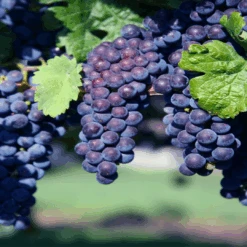 Glenora Blue Seedless Grapes -Pixies Gardens b3888c4432fb7a14059037349c5cd19b