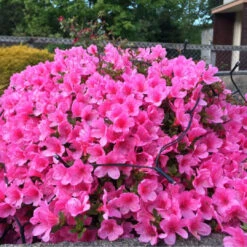 Autumn Carnival Encore Azalea -Pixies Gardens b5e497ef8bdf261be871d7442e54e218