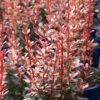 Barberry 'Rosy Rocket'
