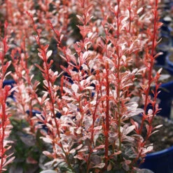 Barberry 'Rosy Rocket'
