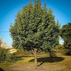 Bartlett Pear Tree -Pixies Gardens bartlett pear tree 2 jpg webp