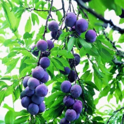 Early Blue Plum
