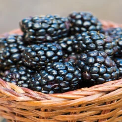 Prime Ark 45 Blackberry 11 Prime Ark 45 Blackberry -Pixies Gardens befcd515209c6ebcf3281583289477c7