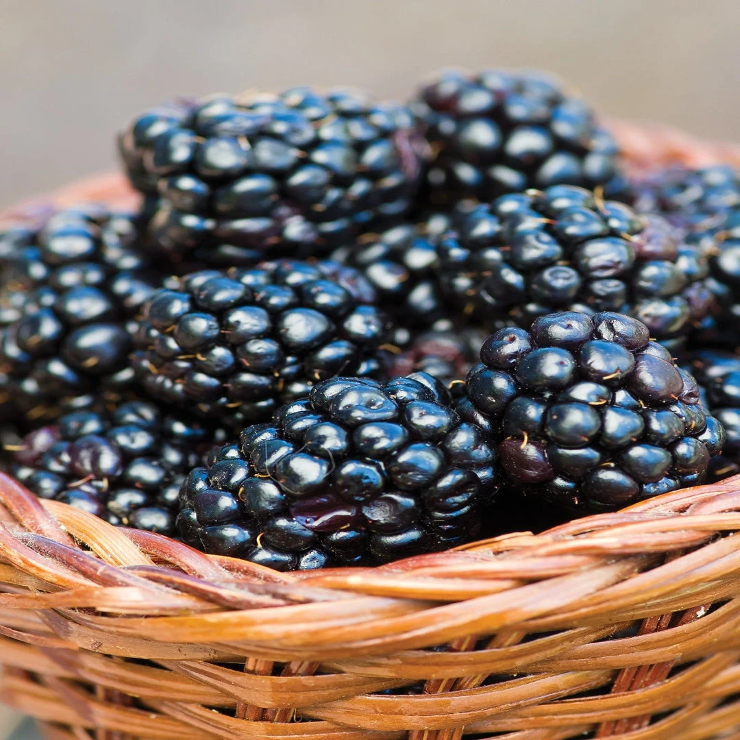 Prime Ark 45 Blackberry 5 Prime Ark 45 Blackberry - Image 5