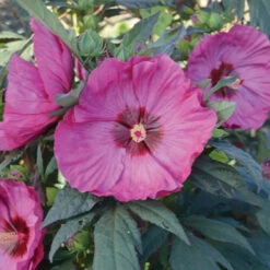 Hibiscus Summerific® 'Berry Awesome' -[EG] -Pixies Gardens berry awesome hibiscus summerific dinner plate rose mallow ftimg 3348206f d52b 4d07 9a33 c5ae37647341