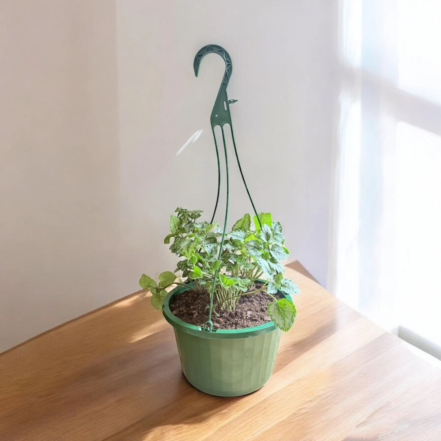 Yellow Arch Angel Hanging Basket (Live Indoor Plants) 2 Yellow Arch Angel Hanging Basket (Live Indoor Plants) - Image 2