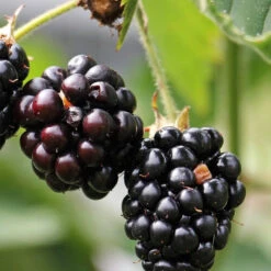 Blackberry Shawnee, Heavy Producer Throughout The Season 13 Blackberry Shawnee, Heavy Producer Throughout The Season -Pixies Gardens blackberries cropped from Pixabay web