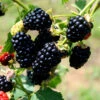 Kiowa Thorny Upright Blackberry That Produces Extremely Large Fruit