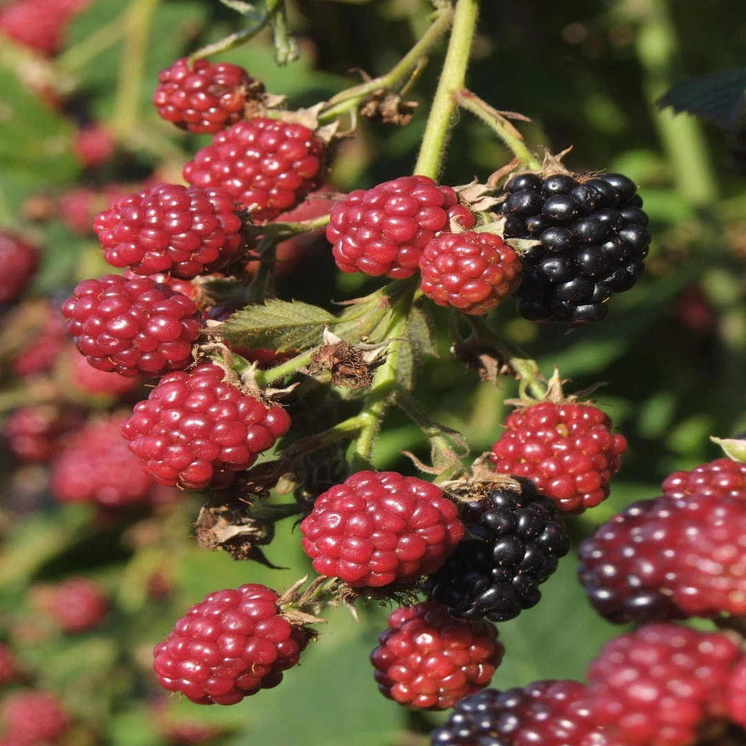 Blackberry Shawnee, Heavy Producer Throughout The Season 5 Blackberry Shawnee, Heavy Producer Throughout The Season - Image 5